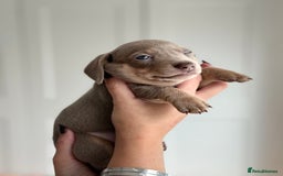 Miniature Dachshund dogs for sale: Kc reg Miniature Dachshund Puppies 🐶 💕 - Image 7