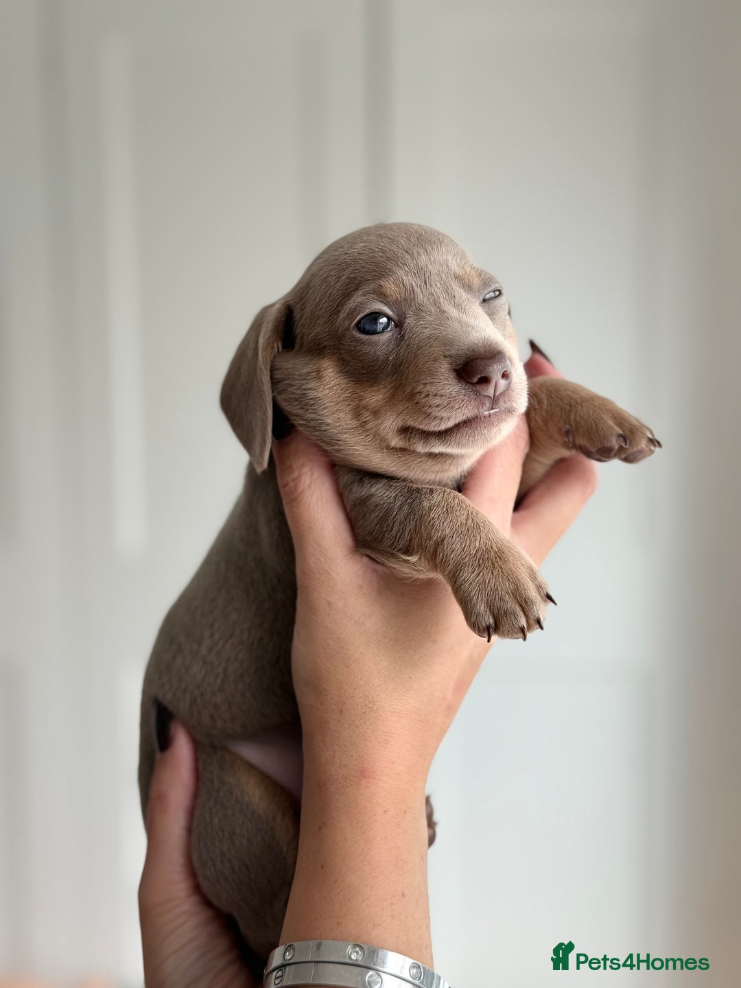 Miniature Dachshund dogs for sale: Kc reg Miniature Dachshund Puppies 🐶 💕 - Image 7