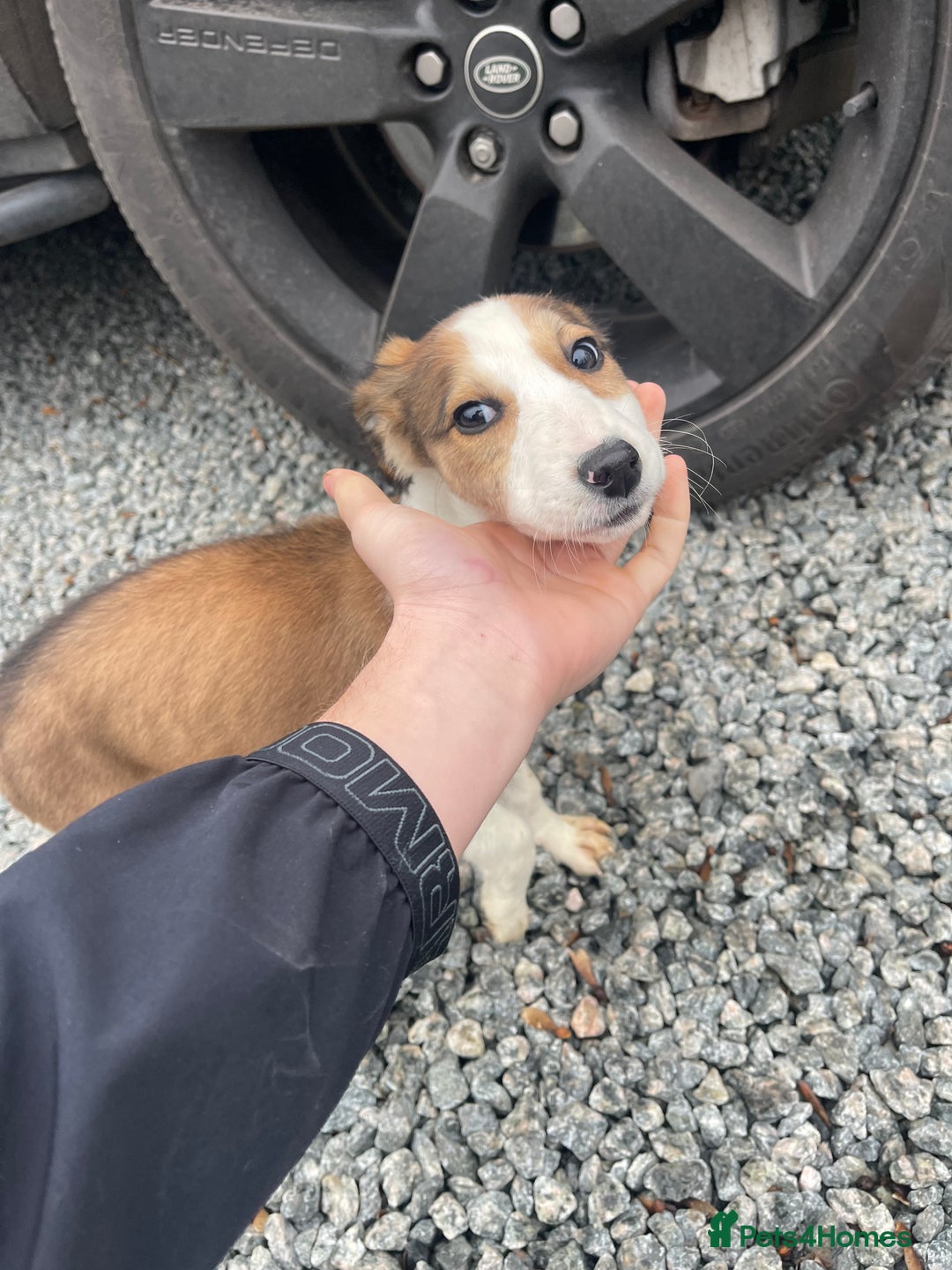 Mixed Breed dogs for sale: Pure saluki-greyhound puppies  - Advert 2