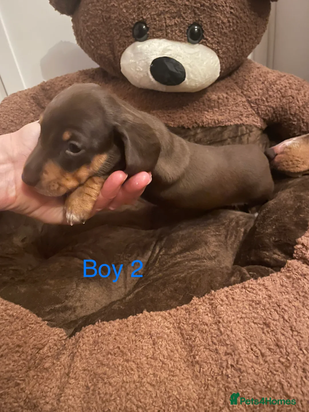 Miniature Dachshund dogs for sale: Miniature dapple piebald puppies - Advert 12