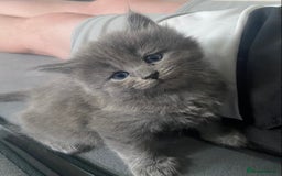 Siberian cats for sale: Siberian Kittens Neva Masquerade White - Image 8