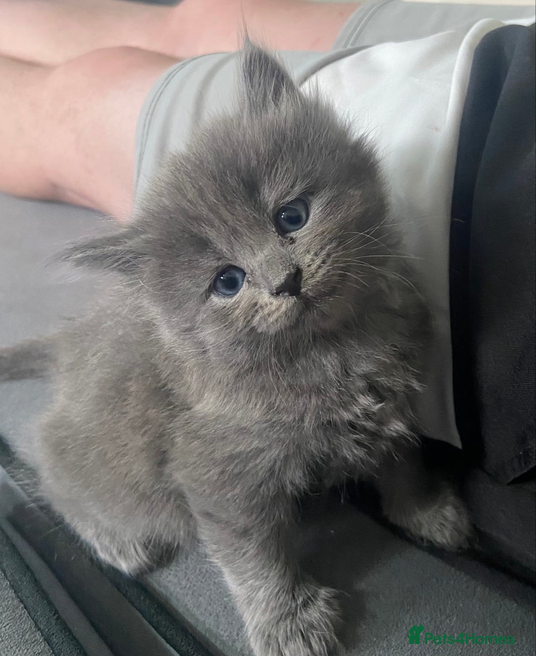 Siberian cats for sale: Siberian Kittens Neva Masquerade White - Image 8