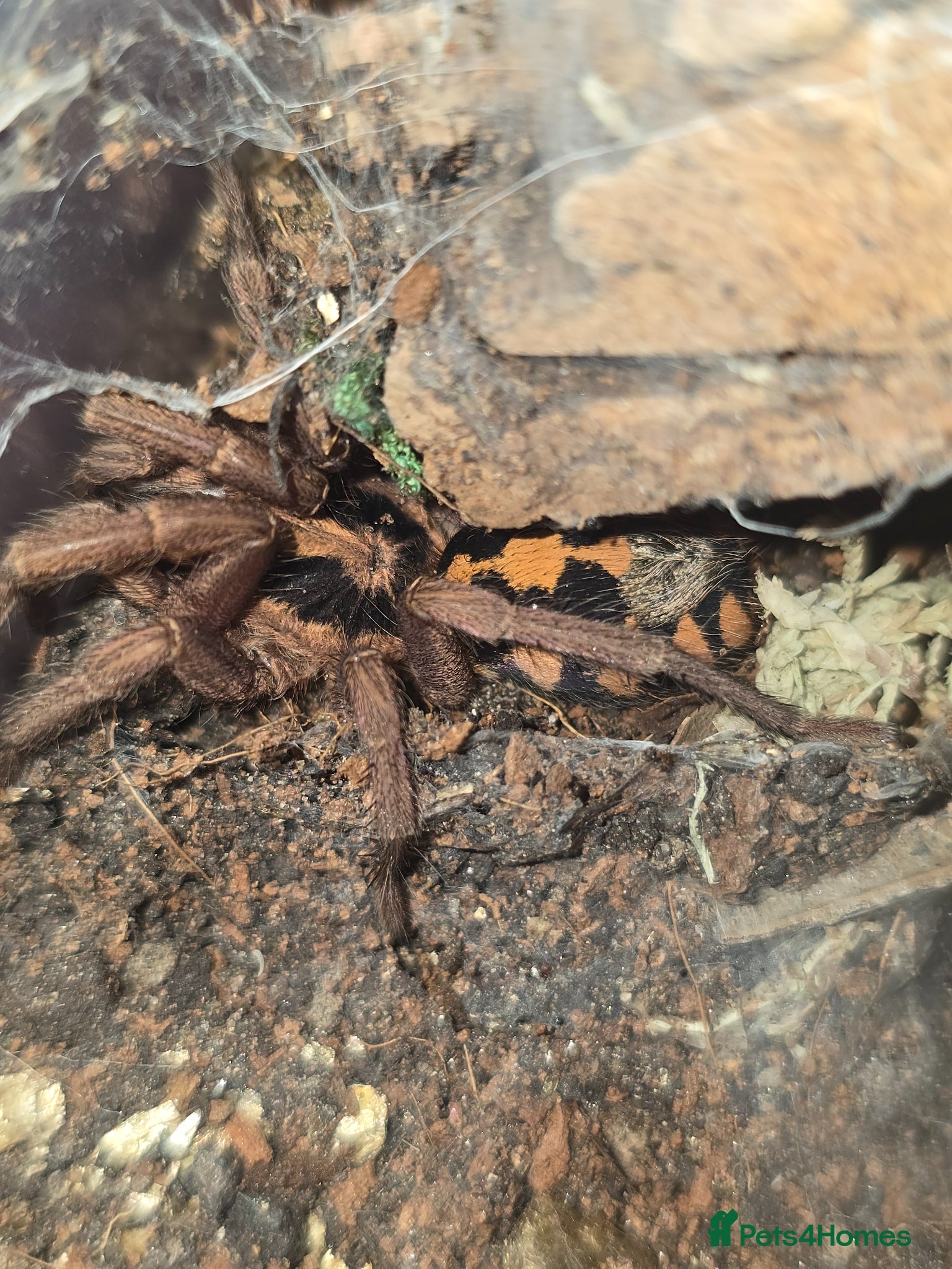 Tarantulas invertebrates for sale: Tarantula list - Advert 6