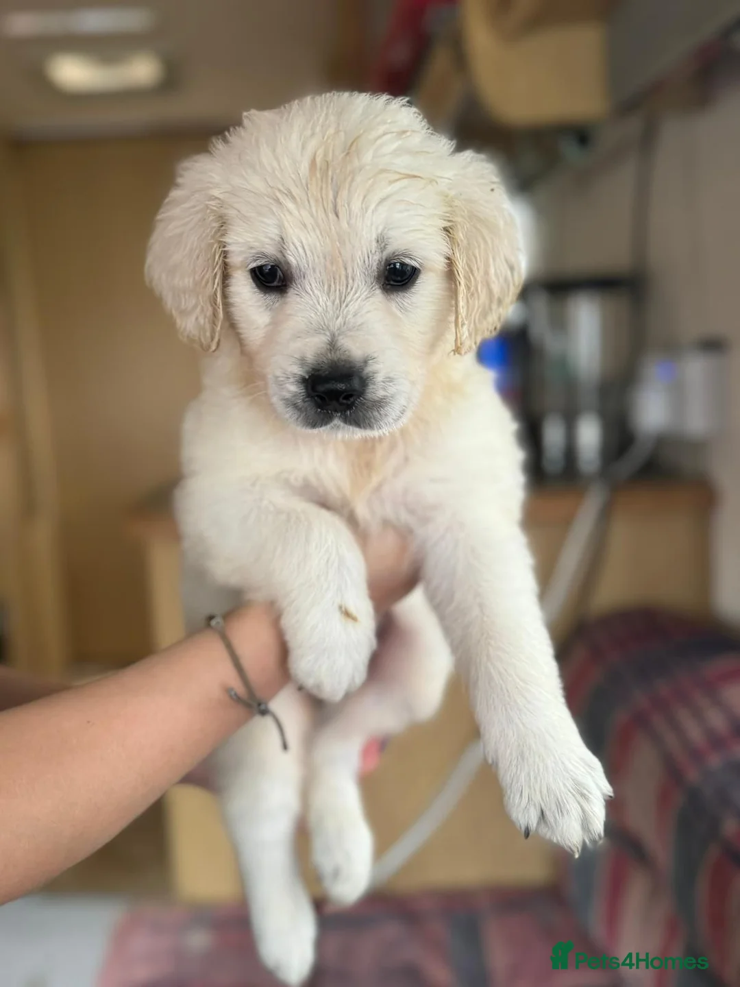 Golden Retriever dogs for sale: Golden Retriever puppy's  - Advert 2