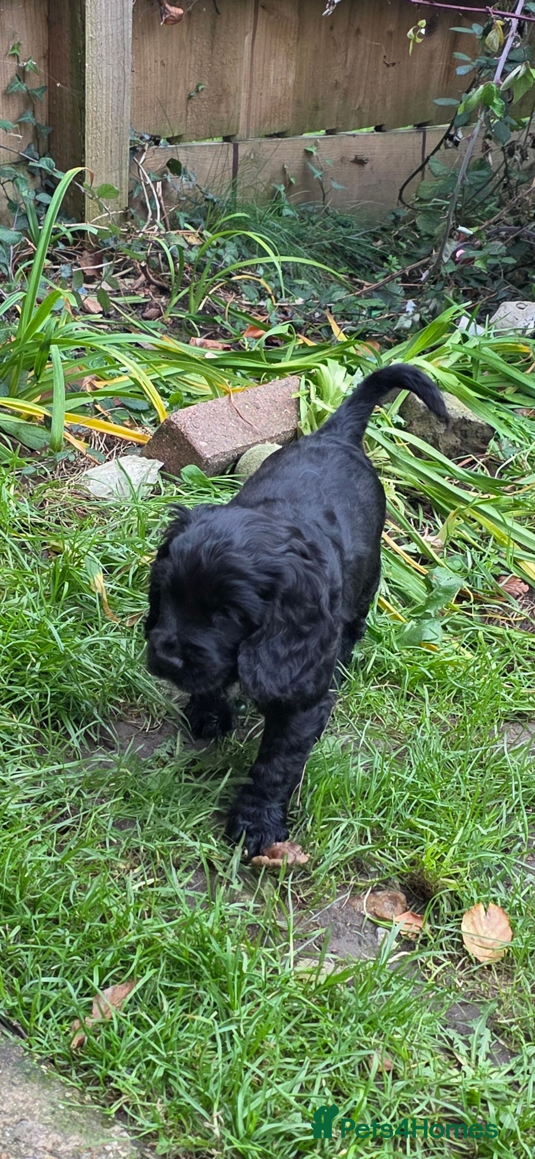 Sprocker dogs for sale: Sprocker  - Image 17