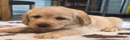 Labradoodle dogs for sale: DNA Health screened Miniature Labradoodles  - Advert 21
