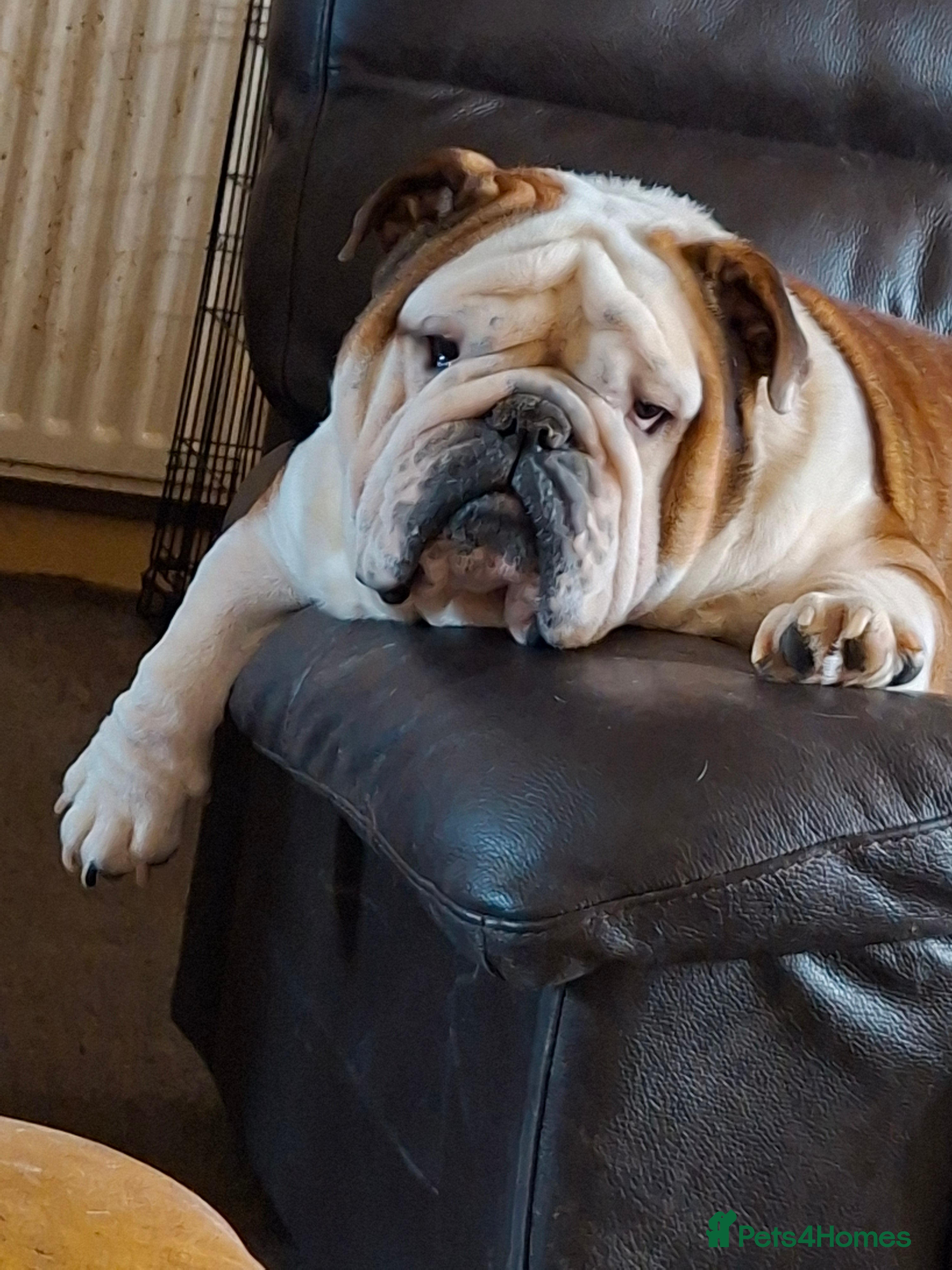 English Bulldog dogs Big beautiful Bulldog for stud  - Advert 10