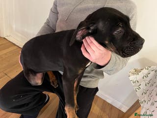 Cane Corso dogs 4 chunky confident cane corsos males available - Advert 1