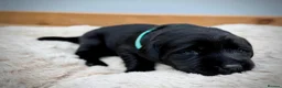Labrador Retriever dogs for sale: Outstanding Labrador Puppies–Exceptional Pedigree - Advert 10