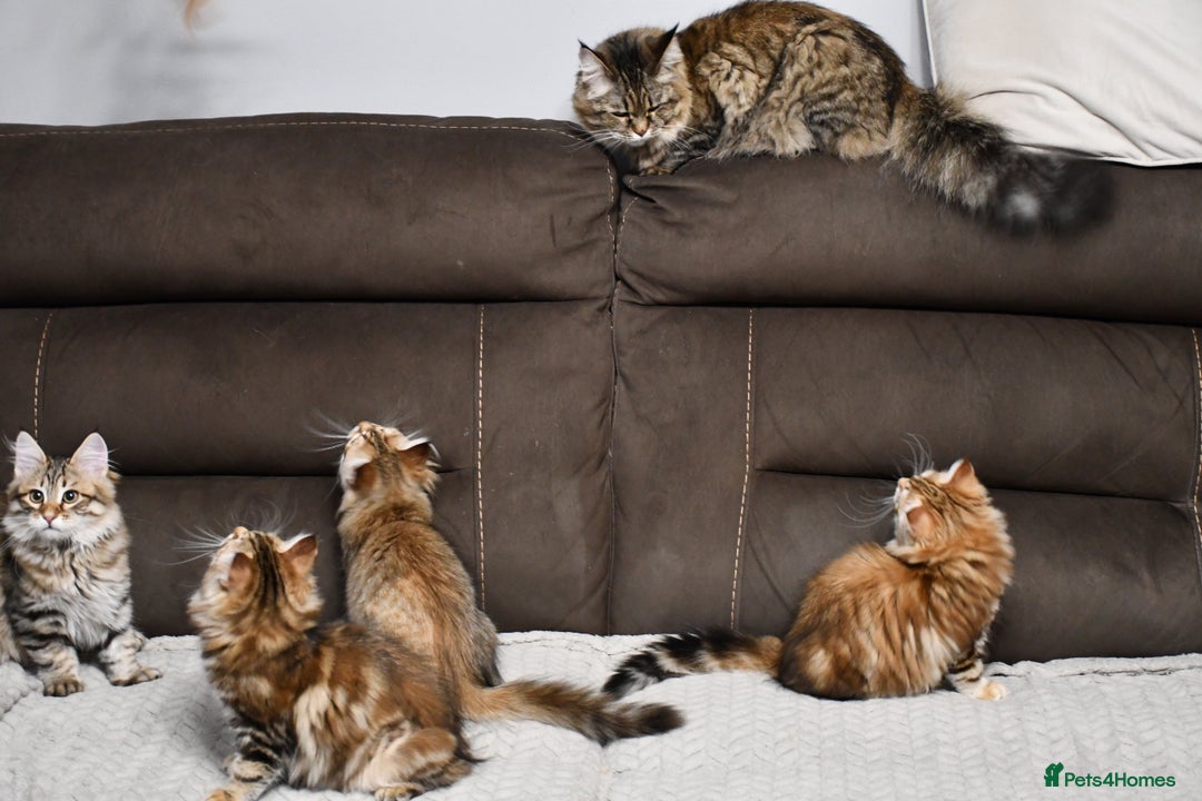 Siberian cats for sale: Siberian From Tunguska House Cattery - Advert 6