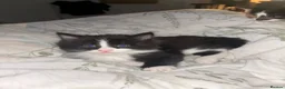 Mixed Breed cats for sale: Kittens  in Thetford - Advert 4