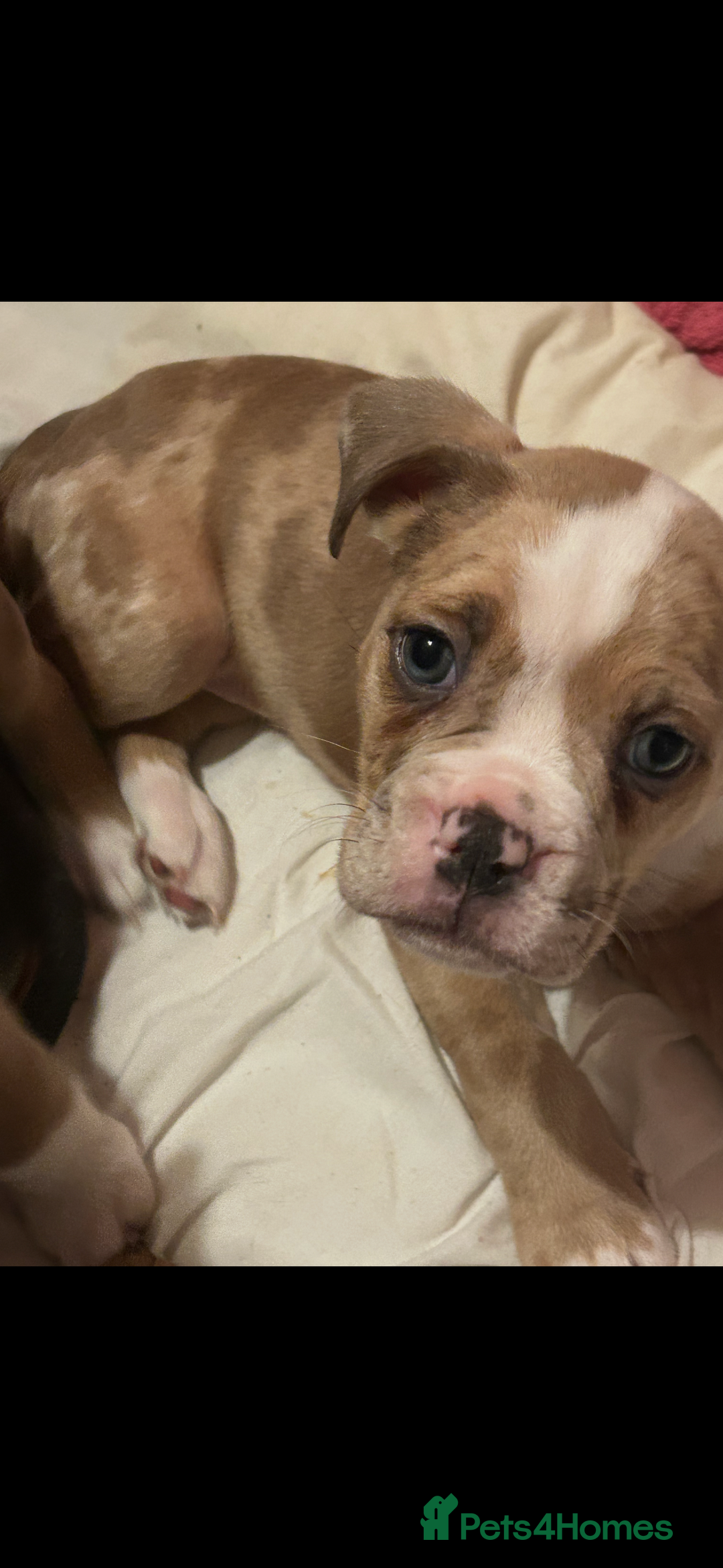 Old Tyme Bulldog dogs for sale: Old Tyme Bulldog Puppies - Advert 8