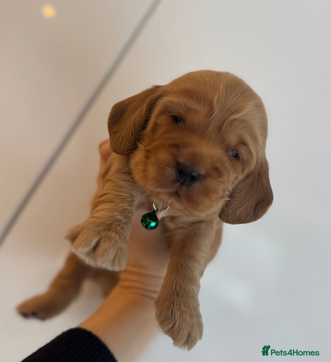 Cocker Spaniel dogs for sale: Beautiful cocker spaniel puppies  - Image 14