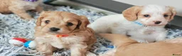 Cavapoo dogs for sale: Home breed cavapoo F1/ health tested parents - Advert 11