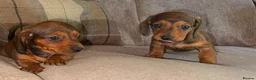 Dachshund dogs for sale: Stunning mini dachshund puppies! - Advert 7