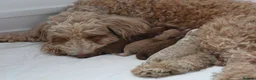 Australian Labradoodle dogs for sale: F1 Cockapoo x Australian Labradoodle Puppies - Advert 5