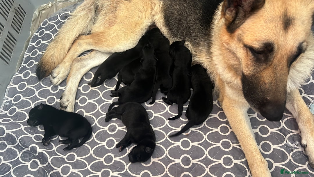 German Shepherd dogs for sale: Beautiful Black German Shepherd puppies  - Image 1