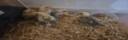 Chickens poultry for sale: Fertile Micro Serama hatching eggs - Advert 15