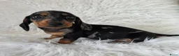 Miniature Dachshund dogs for sale: KC PRA CLEAR DAPPLE BOYS - Advert 13