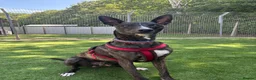 Lurcher dogs for adoption: Splash - Advert 7