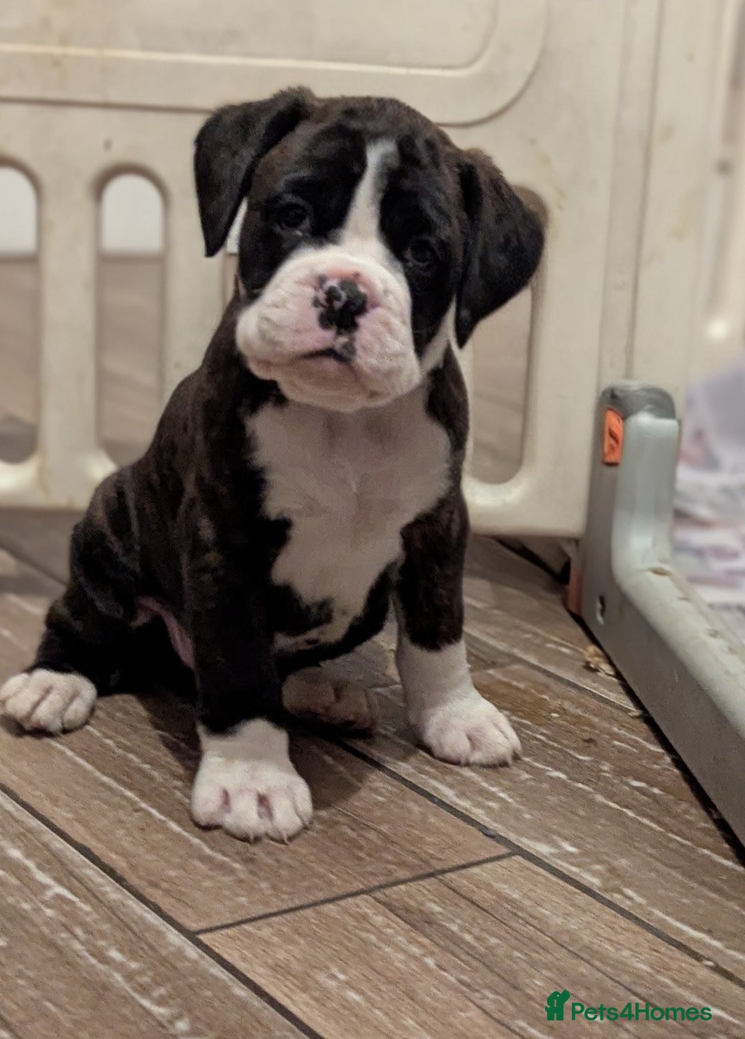 Boxer dogs for sale: Kc reg boxer pups for sale  - Image 13