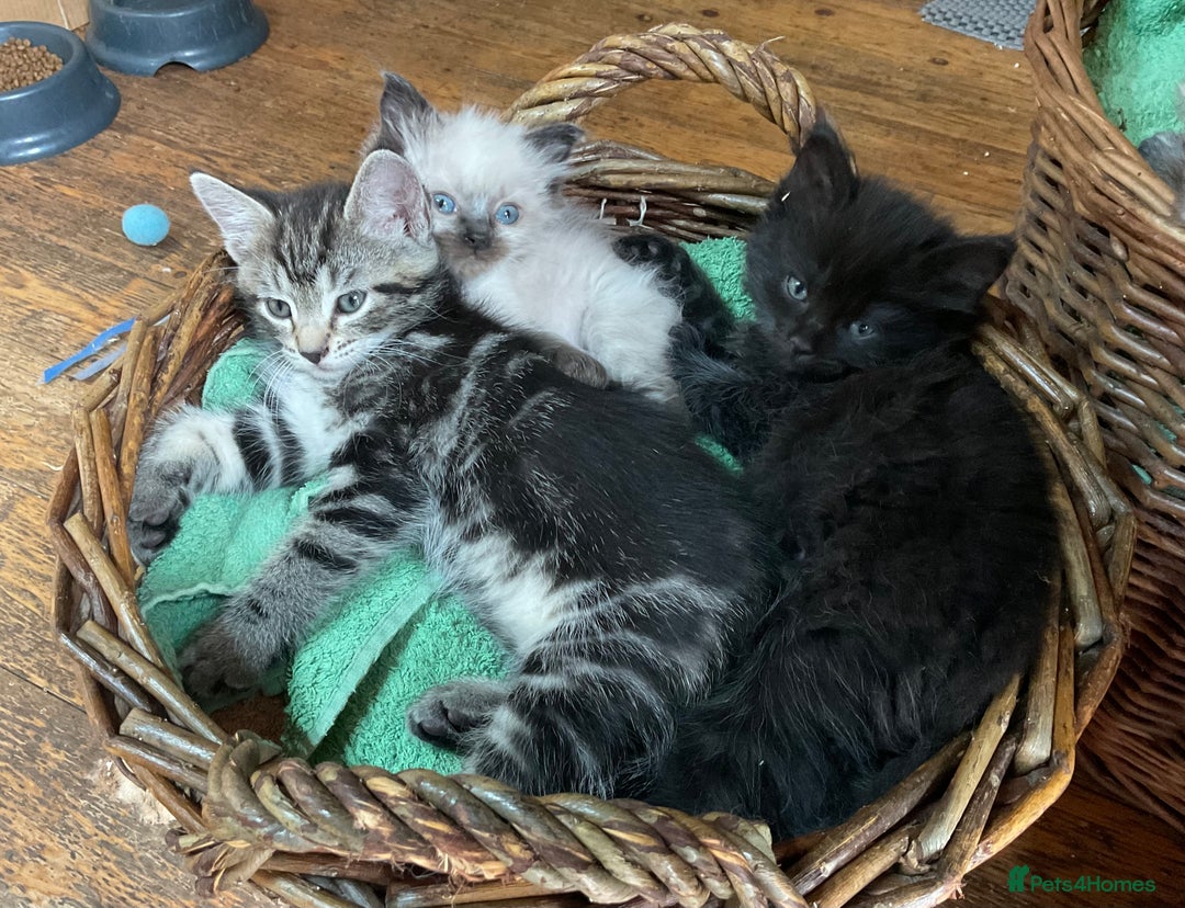 Ragdoll cats for sale: Lovely Kittens - Advert 12