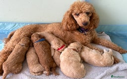 Toy Poodle dogs for sale: Stunning litter of Toy Poodles - Image 3