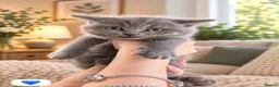 British Shorthair cats for sale: Born 20/7/26 ready to go first week October  - Advert 2