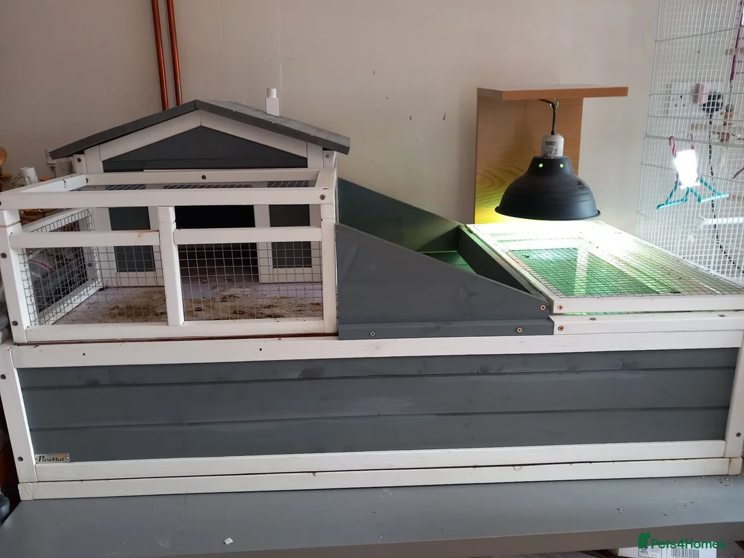 Tortoise reptiles for sale: For Sale 12 year old Male Tortoise and 2 x houses - Advert 2