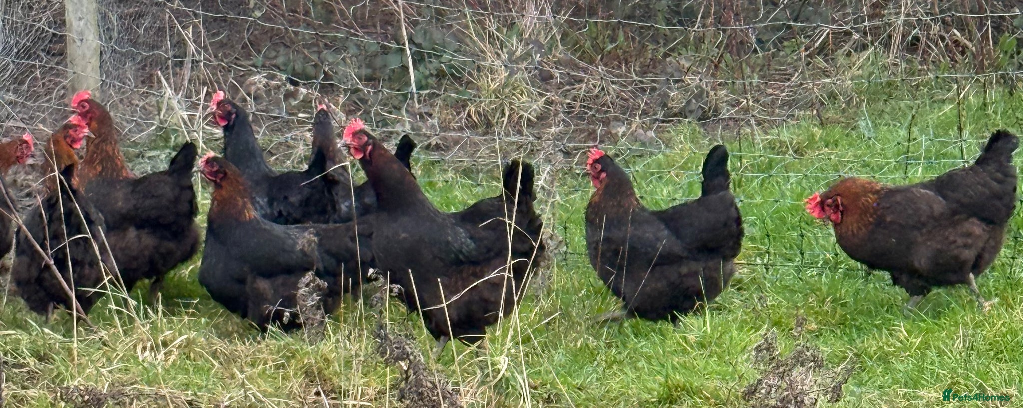 Chickens poultry Laying hens  - Advert 15