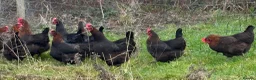Chickens poultry for sale: Laying hens  - Advert 5