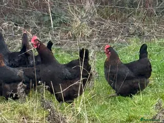 Chickens poultry Laying hens - Advert 15