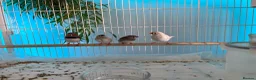 Finches birds for sale: Zebra Finch baby for sale - Advert 1
