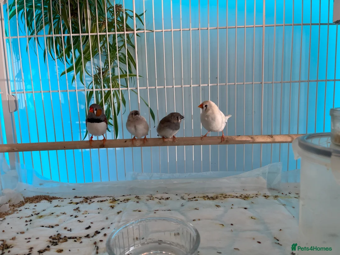 Finches birds for sale: Zebra Finch baby for sale - Advert 1