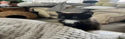 Domestic Shorthair cats for sale: Two gorgeous kittens  in Leighton Buzzard - Advert 7