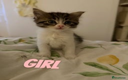 Russian Blue cats for sale: Kittens for sale  - Image 2