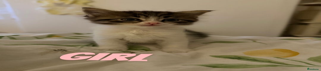 Russian Blue Kitten 3