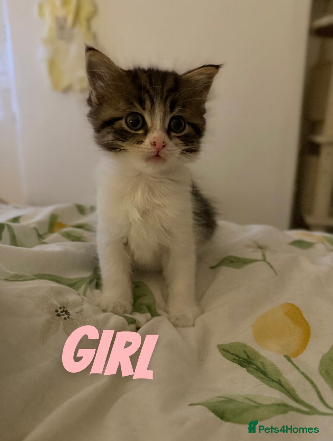 Russian Blue cats for sale: Kittens for sale  - Image 2