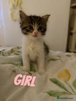 Russian Blue cats - Advert 7