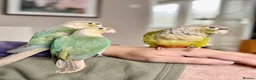 Conures birds for sale: Hand tame baby conures in Worthing - Advert 4