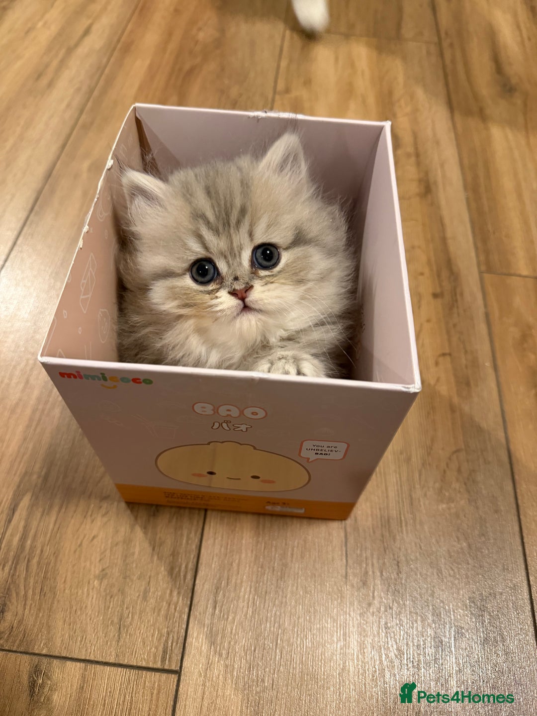 British Shorthair cats for sale: Adorable BSH/BLH kittens  - Advert 10