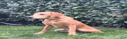 Labrador Retriever dogs for sale: 7-month-old Red Fox Labrador – Male  - Advert 5