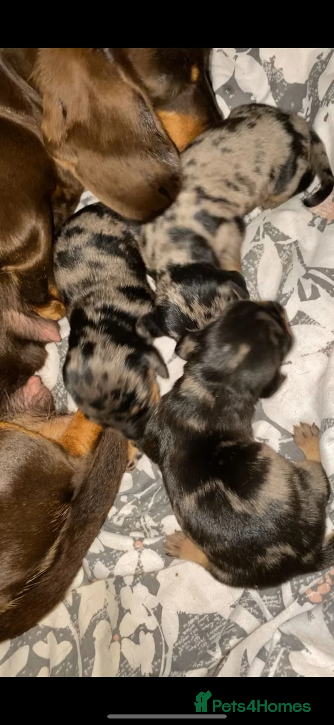 Miniature Dachshund dogs for stud: Miniature dapple (blue eyes) dachshund for stud in Stockton-on-Tees - Advert 4