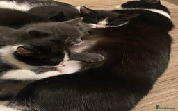 Domestic Shorthair cats for sale: Adorable Grey Tuxedo Kitten – Ready Soon - Image 6