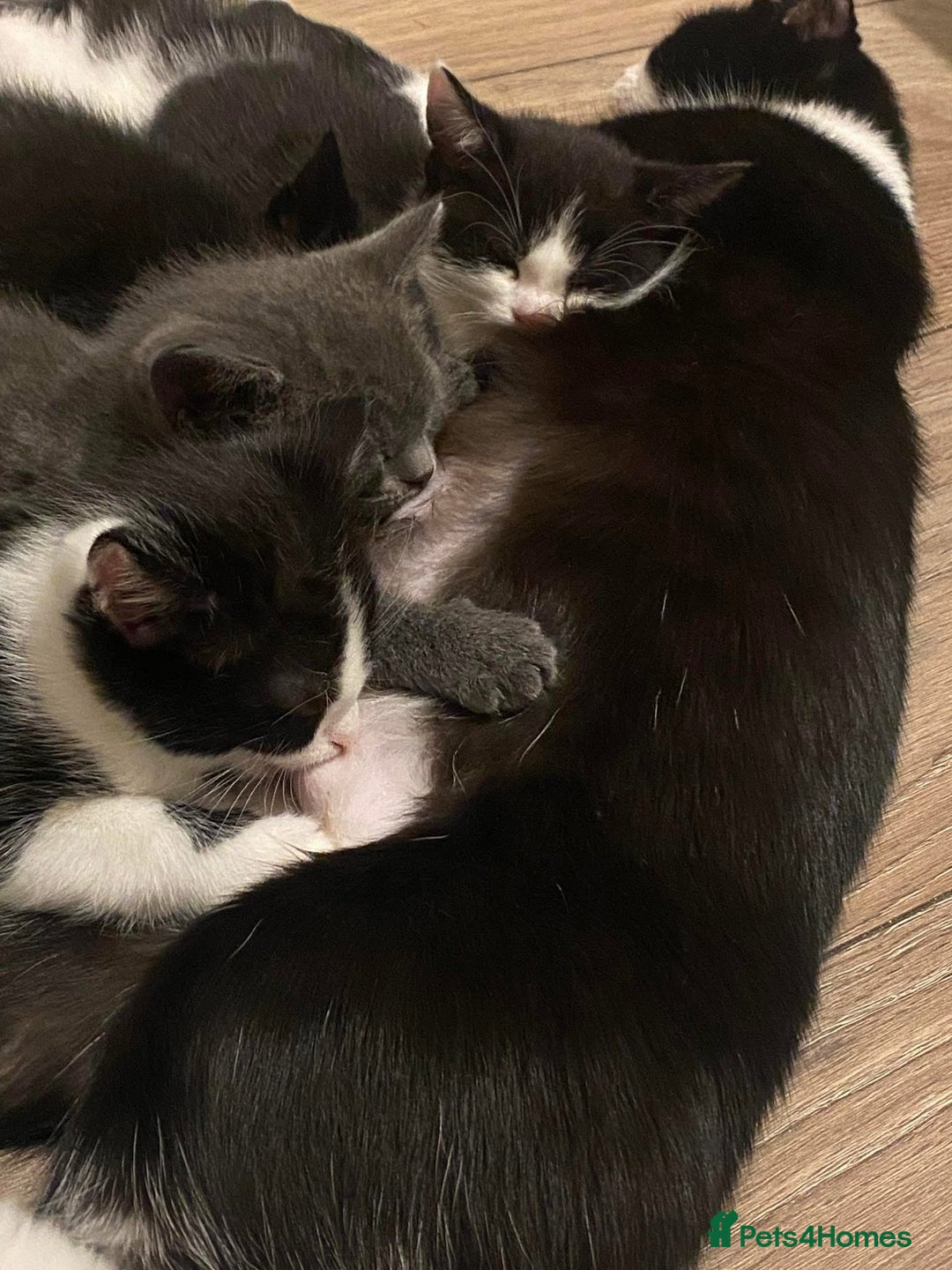 Domestic Shorthair cats for sale: Adorable Grey Tuxedo Kitten – Ready Soon - Image 6
