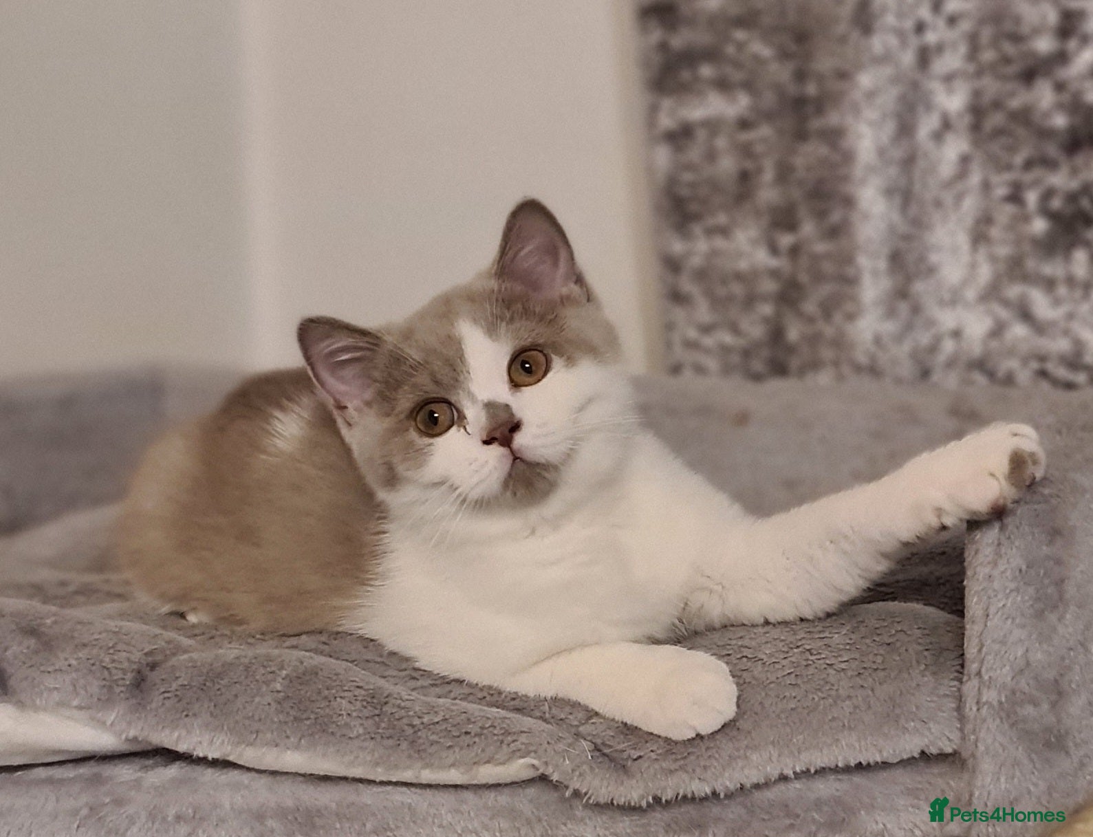 British Shorthair cats Ready Now 💙British ShortHair kitten GCCF  - Advert 10