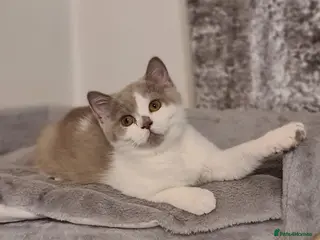 British Shorthair cats Ready Now 💙British ShortHair kitten GCCF - Advert 10