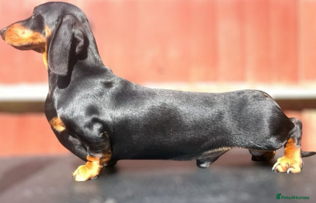 Miniature Dachshund dogs for stud: Kc reg Black and Tan mini smooth stud dog  - Image 5
