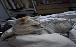 British Shorthair cats for sale: Gorgeous kitten - Image 4