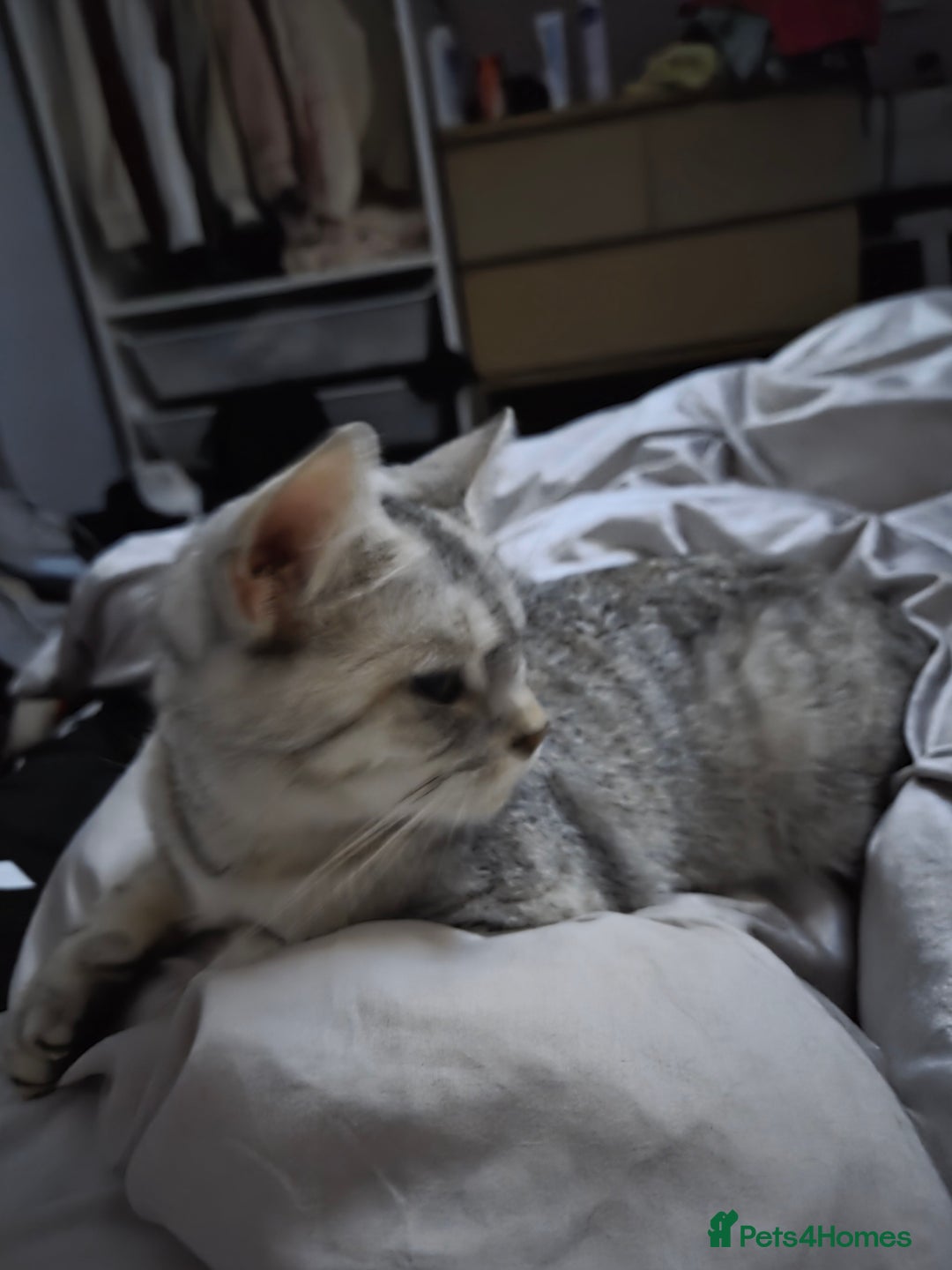 British Shorthair cats for sale: Gorgeous kitten - Image 4